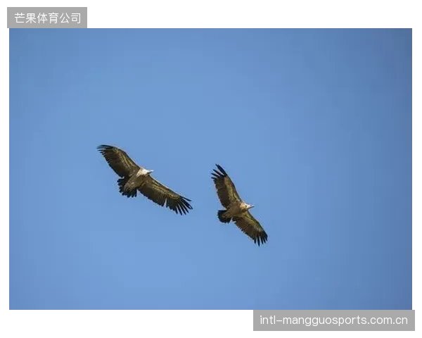 乌迪内斯防线长期承压，门将奥科耶凭借场均4.5次扑救苦撑局面。